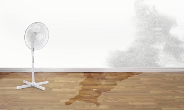 Best Water damage restoration near me  in Clover Creek, WA